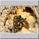 Mellinus arvensis - Kotwespe w48g beim Nesteintrag - Sandgrube Niedringhaussee.jpg